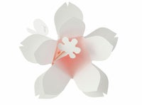 ＜まとめ買いセット＞Hana-kotoba sakura （50枚入）